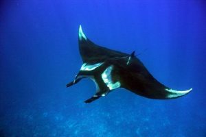 Manta Ray Scuba Diving Catalinas Tour - Native's Way Costa Rica - Tamarindo Tours and Transfers