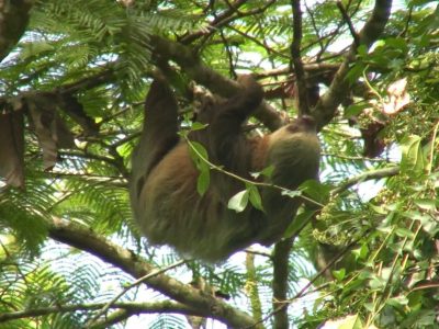 Sloth Rio Celeste Waterfall Tour - Native's Way Costa Rica - Tamarindo Tours and Transfers