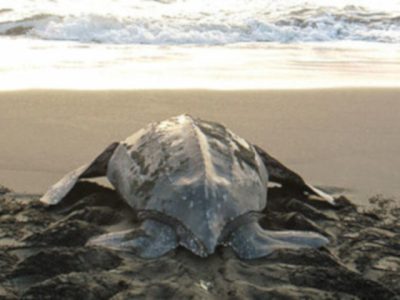 Turtle Nesting Tour