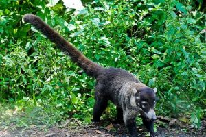 Coati Wildlife - Rincon de la Vieja National Park Tours - Native's Way Costa Rica Tours and Transfers