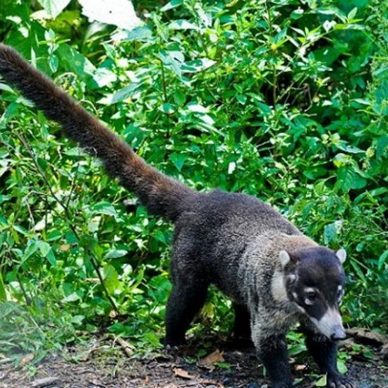 Coati Wildlife - Rincon de la Vieja National Park Tours - Native's Way Costa Rica Tours and Transfers