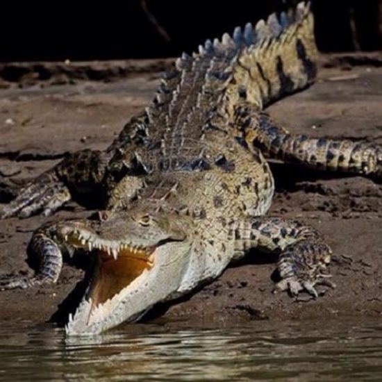 Crocodile - Palo Verde Boat Tour Safari - Native's Way Costa Rica - Tamarindo Tours