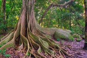 Ficus Tree - Rincon de la Vieja Volcano National Park Tours - Native's Way Costa Rica Tours and Transfers