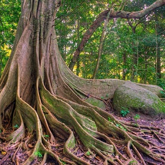 Ficus Tree - Rincon de la Vieja Volcano National Park Tours - Native's Way Costa Rica Tours and Transfers