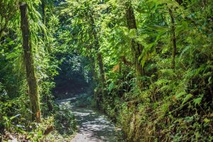 Hanging bridges Monteverde