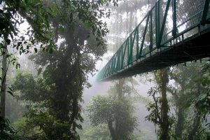 Hanging Bridges - Monteverde Cloud Forest Tour - Native's Way Costa Rica Tours