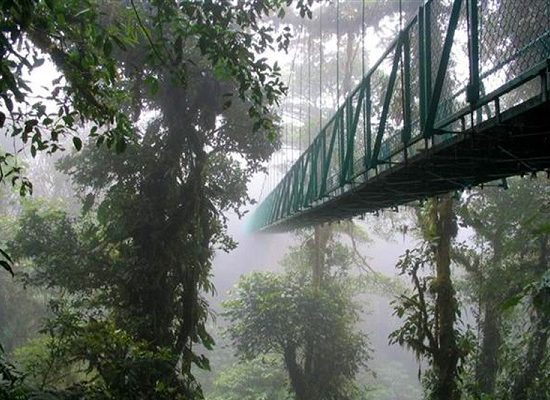 Hanging Bridges - Monteverde Cloud Forest Tour - Native's Way Costa Rica Tours