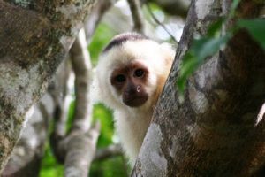 White Face Capuchin Monkey Wildlife - Rincon de la Vieja National Park Tours - Native's Way Costa Rica - Tamarindo Tours and Transfers
