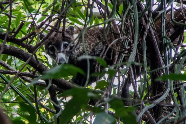 Rincon de la Vieja Wildlife - Coati - Native's Way Costa Rica Tours & Transfers