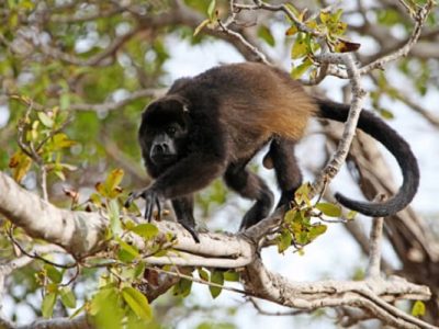 Tenorio River Rafting Tour - Native's Way Costa Rica - Tamarindo Tours & Transfers