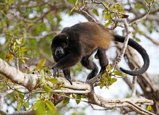 Tenorio River Rafting Tour - Native's Way Costa Rica - Tamarindo Tours & Transfers