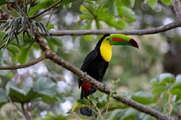 Rincon de la Vieja Wildlife - Toucan - Native's Way Costa Rica Tours and Transfers