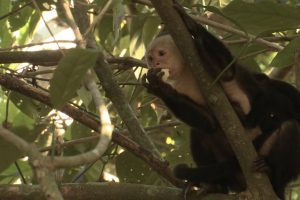 White Face Capuchin Monkey Wildlife - Rincon de la Vieja National Park Tours - Native's Way Costa Rica - Tamarindo Tours and Transfers