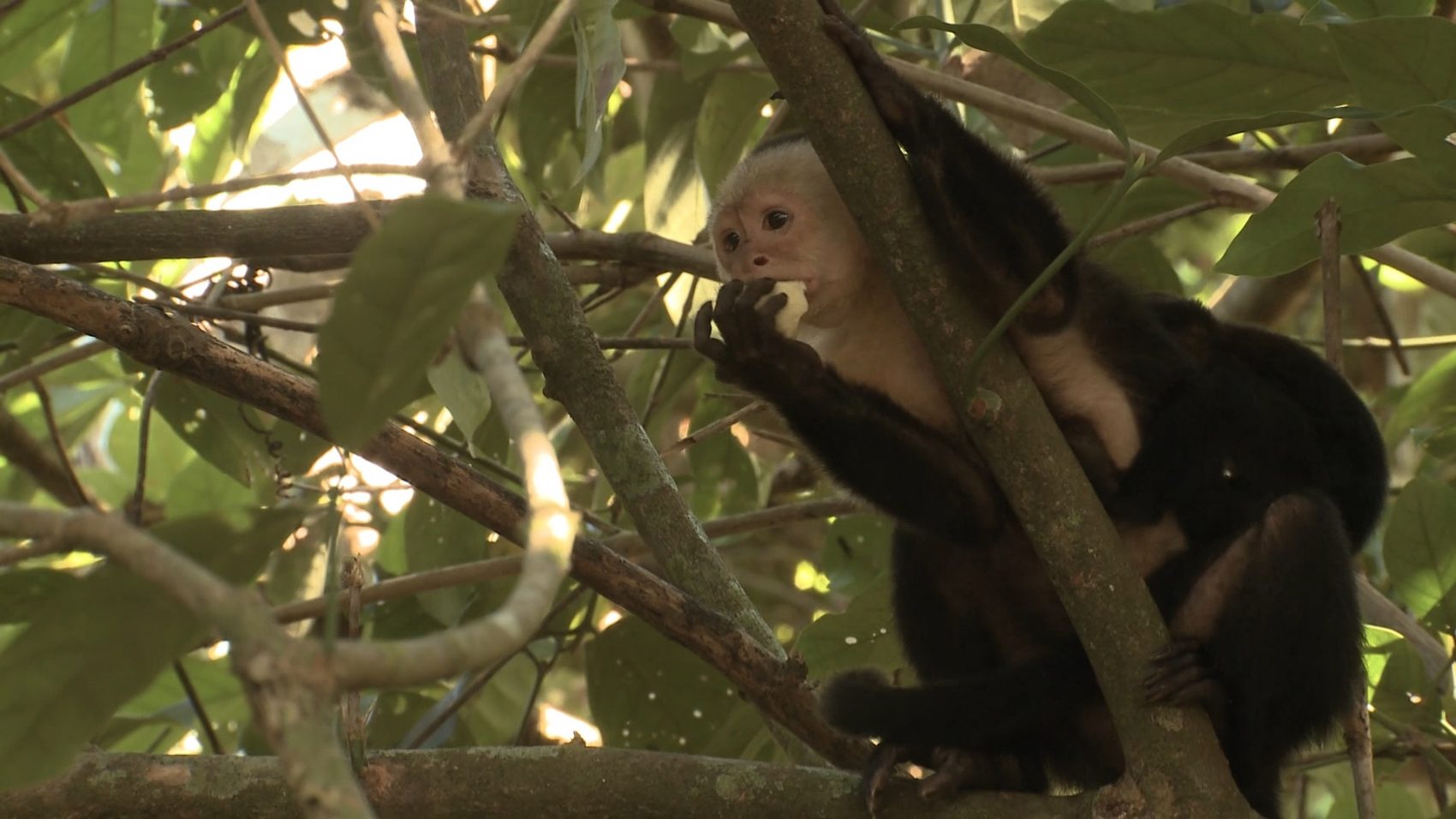 White Face Capuchin Monkey Wildlife - Rincon de la Vieja National Park Tours - Native's Way Costa Rica - Tamarindo Tours and Transfers