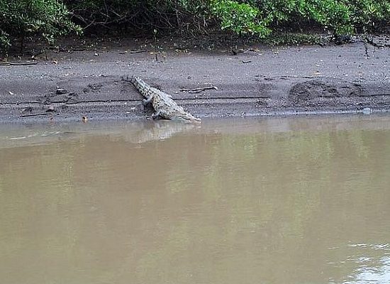 Tamarindo Boat Estuary Mangrove Safari Tour - Native's Way Costa Rica - Tamarindo Tours and Transfers
