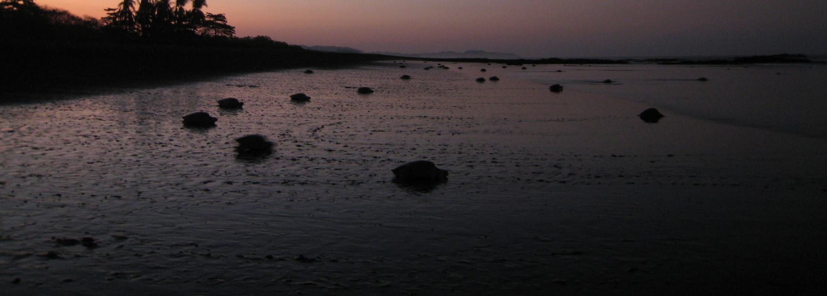 Tamarindo Turtle Nesting Watching Tour - Native's Way Costa Rica - Tamarindo Tours & Transfers