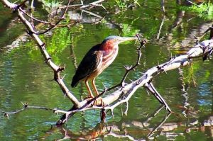 Tamarindo Kayak Estuary Tour - Native's Way Costa Rica - Tamarindo Tours & Transfers