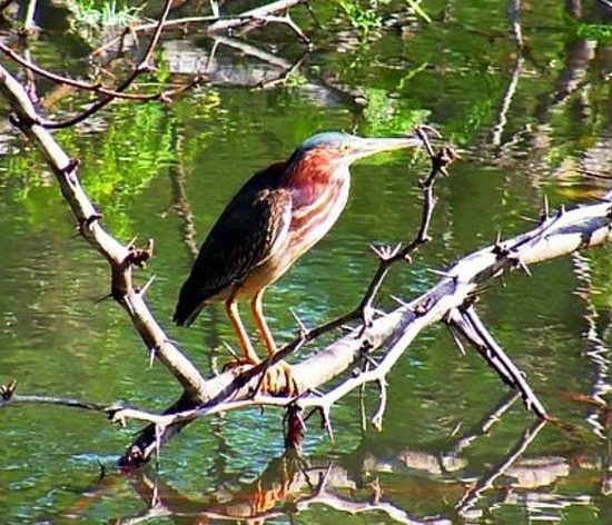Tamarindo Kayak Estuary Tour - Native's Way Costa Rica - Tamarindo Tours & Transfers
