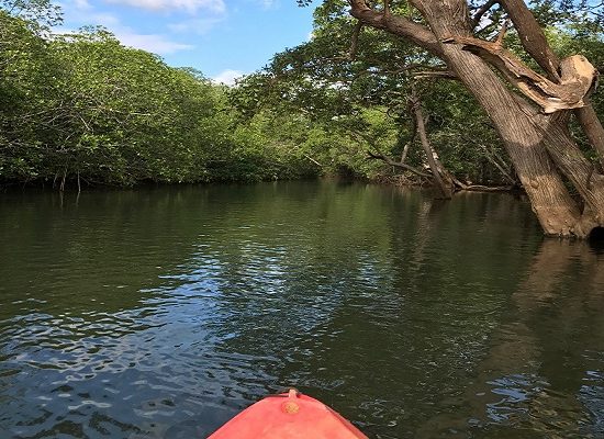 Tamarindo Kayak Estuary Tour - Native's Way Costa Rica - Tamarindo Tours & Transfers