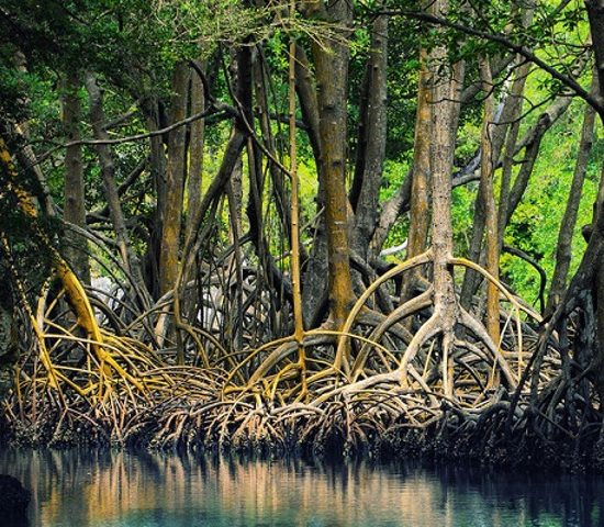 Tamarindo Boat Estuary Mangrove Safari Tour - Native's Way Costa Rica - Tamarindo Tours and Transfers