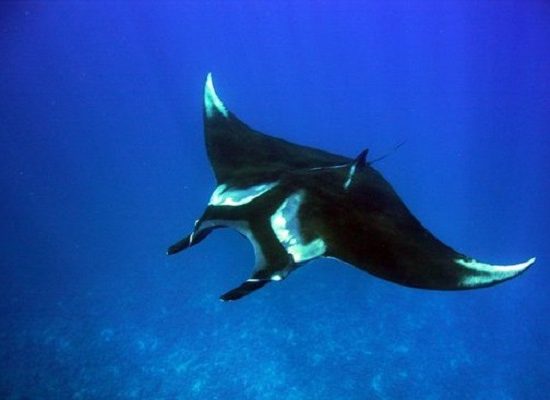 Scuba Diving Catalinas Tour - Native's Way Costa Rica - Tamarindo Tours and Transfers