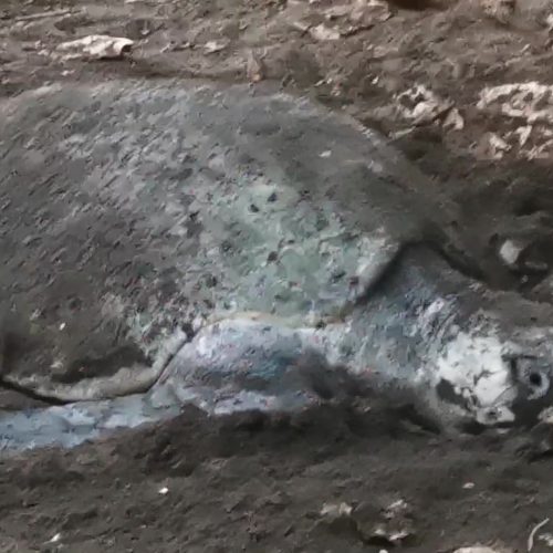 Tamarindo Turtle Nesting