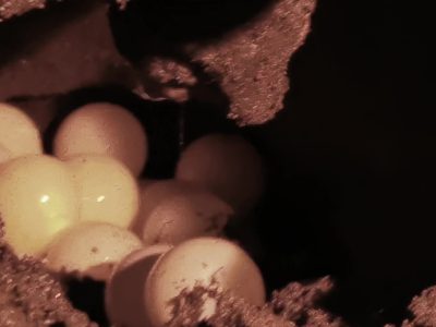 Turtle Nesting Tour - Nighttime in Costa Rica