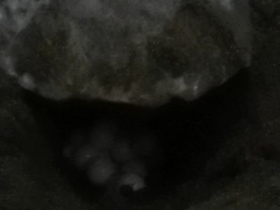 Tamarindo Turtle Nesting Tour - Native's Way Costa Rica Tamarindo Tours & Transfers