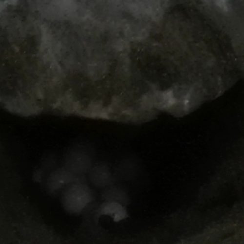 Tamarindo Turtle Nesting Tour - Native's Way Costa Rica Tamarindo Tours & Transfers