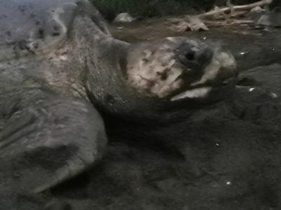 Tamarindo Turtle Nesting Tour - Native's Way Costa Rica Tamarindo Tours & Transfers