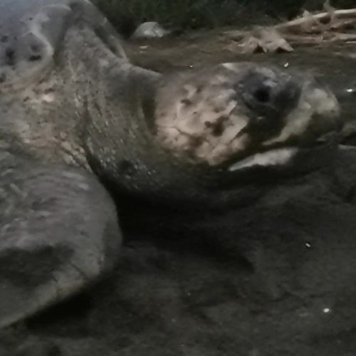 Tamarindo Turtle Nesting Tour - Native's Way Costa Rica Tamarindo Tours & Transfers