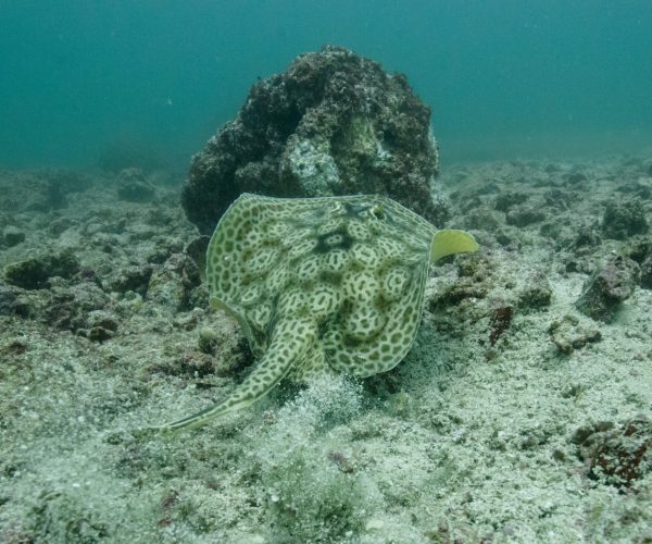 Tamarindo Snorkel Tour Catalinas Islands Native's Way Costa Rica