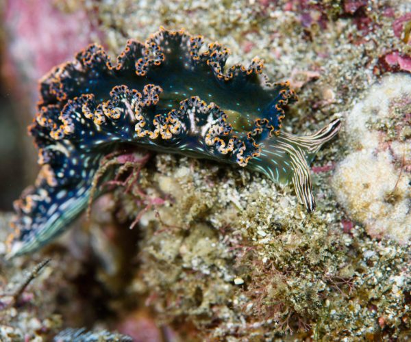 Tamarindo Snorkel Tour Catalinas Islands Native's Way Costa Rica