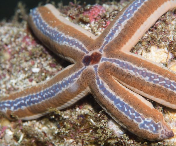 Tamarindo Scuba Diving Tour