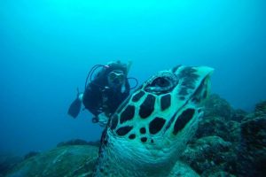 Scuba Diving Catalinas Tour - Native's Way Costa Rica - Tamarindo Tours and Transfers