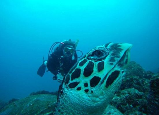 Scuba Diving Catalinas Tour - Native's Way Costa Rica - Tamarindo Tours and Transfers