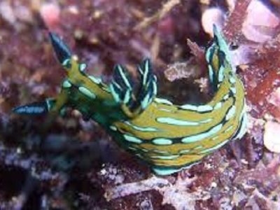 Scuba Diving Catalinas Tour - Native's Way Costa Rica - Tamarindo Tours and Transfers