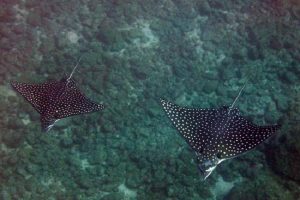 Scuba Diving Catalinas Tour - Native's Way Costa Rica - Tamarindo Tours and Transfers