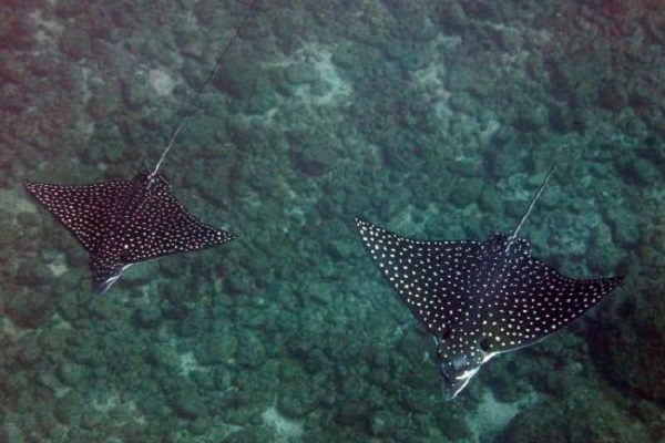 Scuba Diving Catalinas Tour - Native's Way Costa Rica - Tamarindo Tours and Transfers