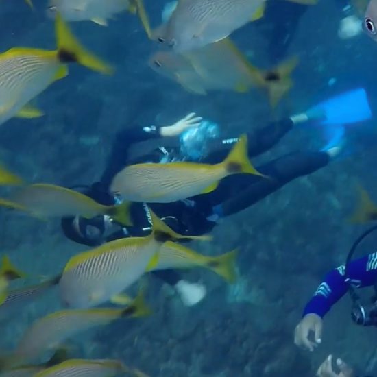 Scuba Diving Catalinas Tour - Native's Way Costa Rica - Tamarindo Tours and Transfers