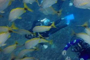 Scuba Diving Catalinas Tour - Native's Way Costa Rica - Tamarindo Tours and Transfers