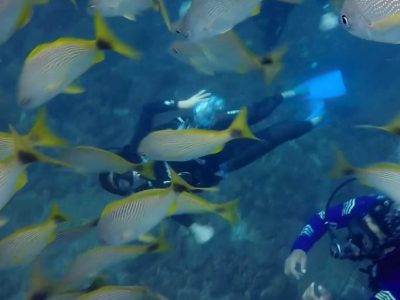 Scuba Diving Catalinas Tour - Native's Way Costa Rica - Tamarindo Tours and Transfers