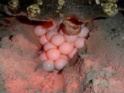 Turtle Nesting Costa Rica