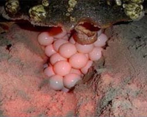 Turtle Nesting Costa Rica