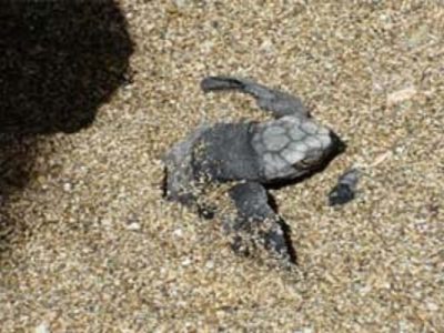 Nighttime Tour Costa Rica Turtle