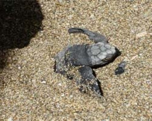 Nighttime Tour Costa Rica Turtle