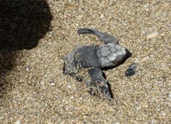 Nighttime Tour Costa Rica Turtle