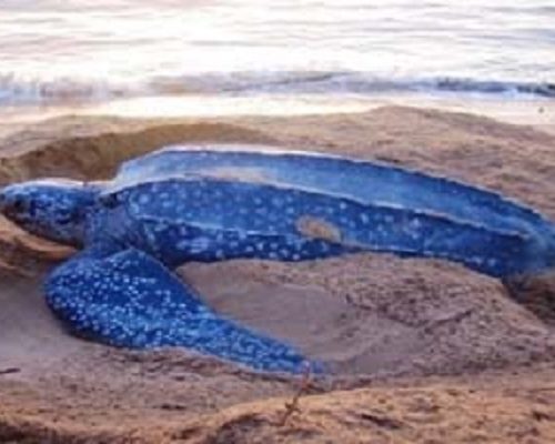 Tamarindo turtle tour