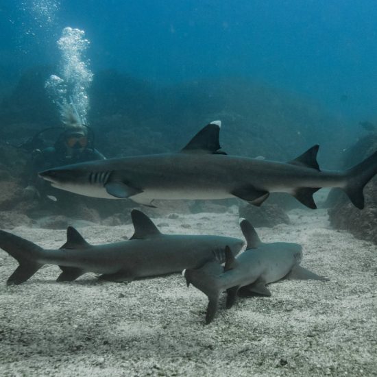 Scuba Diving Catalinas Tour - Native's Way Costa Rica - Tamarindo Tours and Transfers