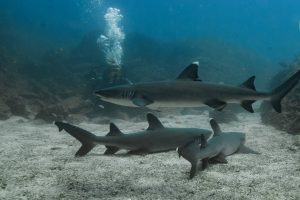 Scuba Diving Catalinas Tour - Native's Way Costa Rica - Tamarindo Tours and Transfers